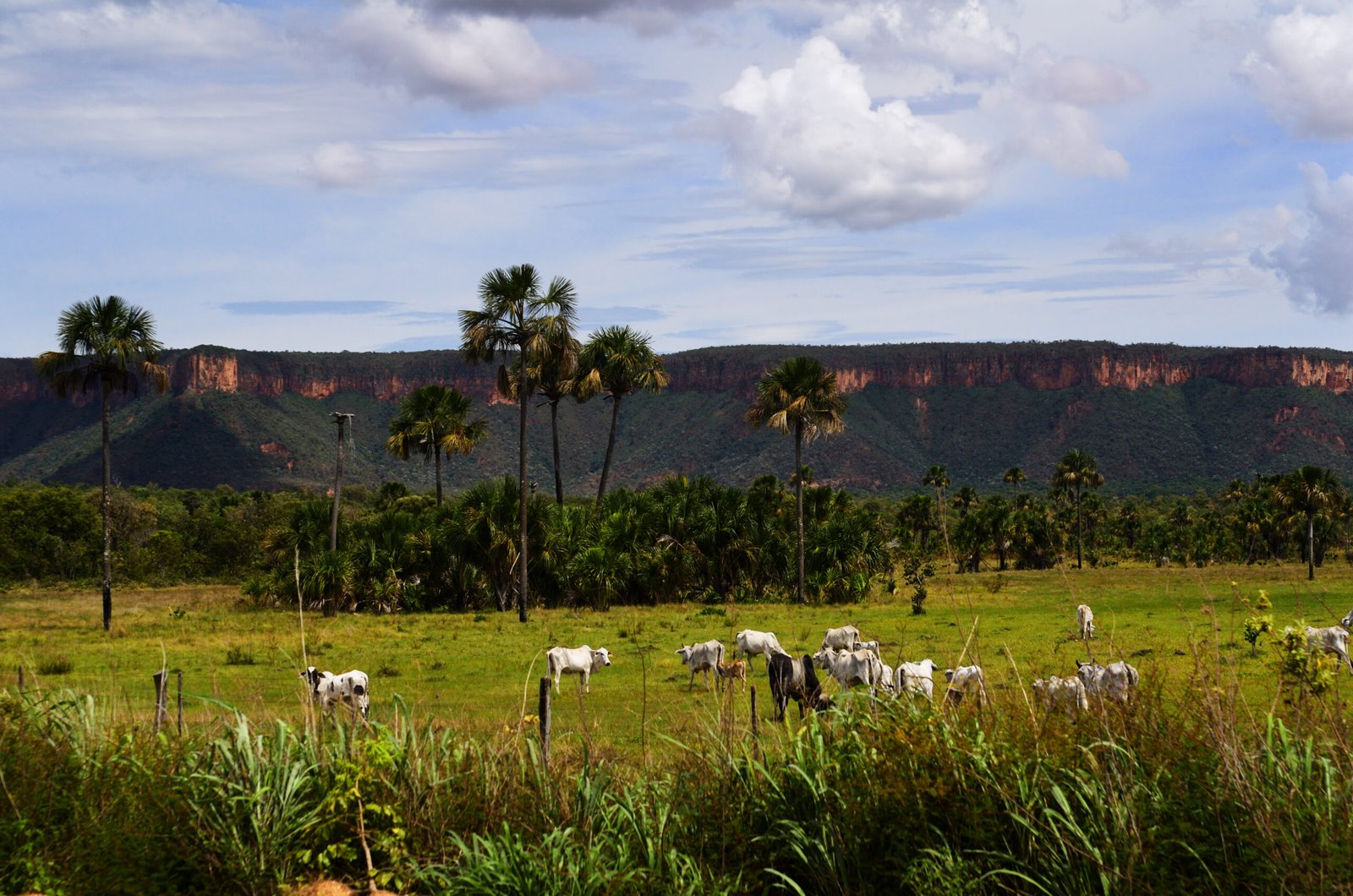 Bois da raça nelore em pasto no Brasil